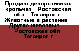 Продаю декоративных крольчат - Ростовская обл., Таганрог г. Животные и растения » Другие животные   . Ростовская обл.,Таганрог г.
